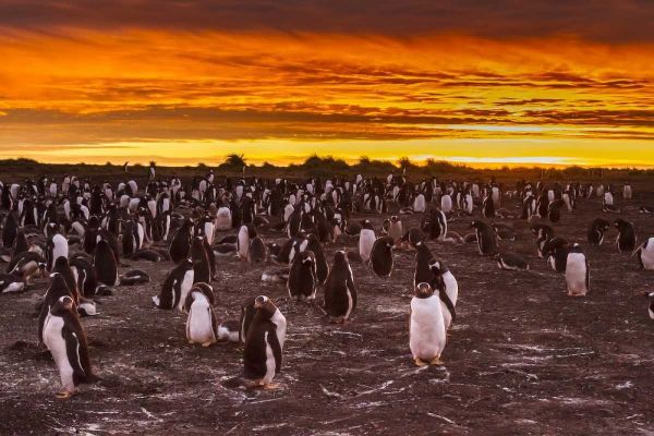 Sea Lion Island Gentoo penguins colony at sunset